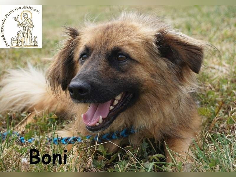 Boni – der Hund, der dein Herz stiehlt