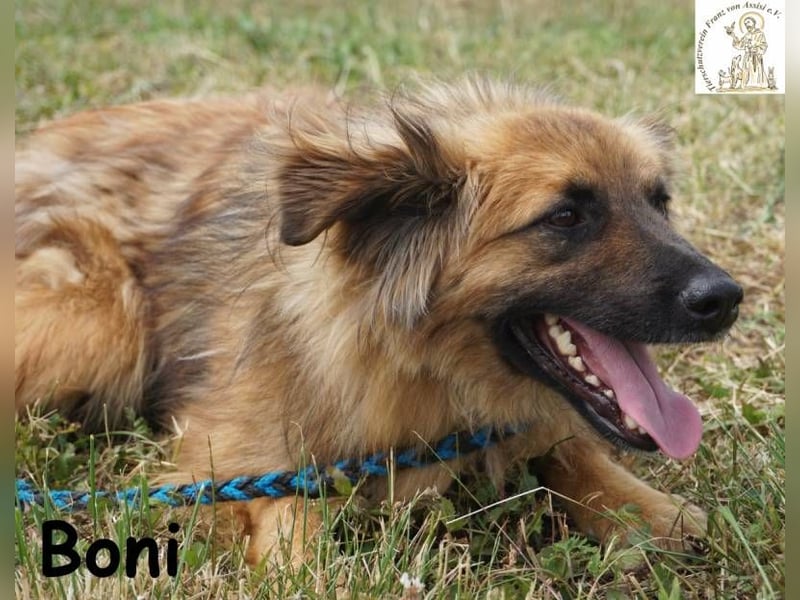 Boni – der Hund, der dein Herz stiehlt