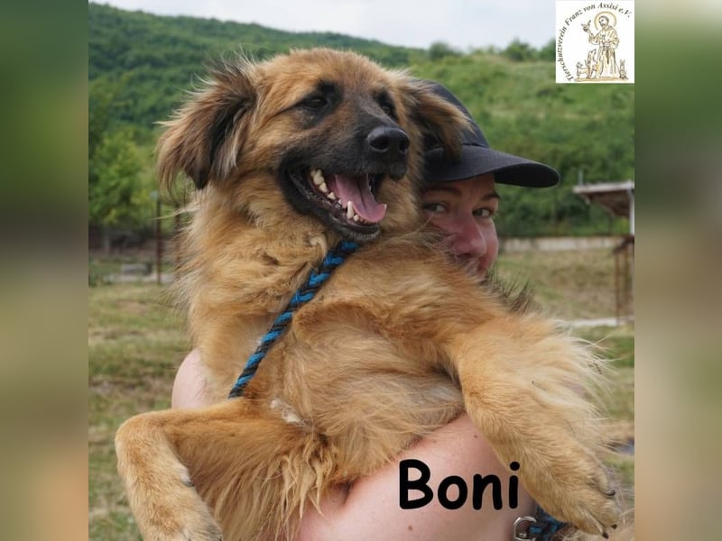 Boni – der Hund, der dein Herz stiehlt