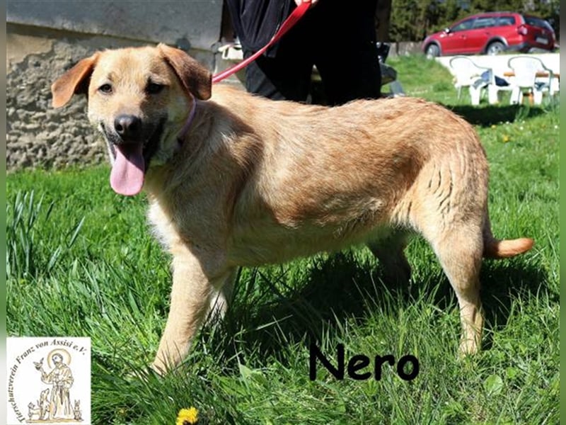 Nero - bereit für seine Reise ins Glück