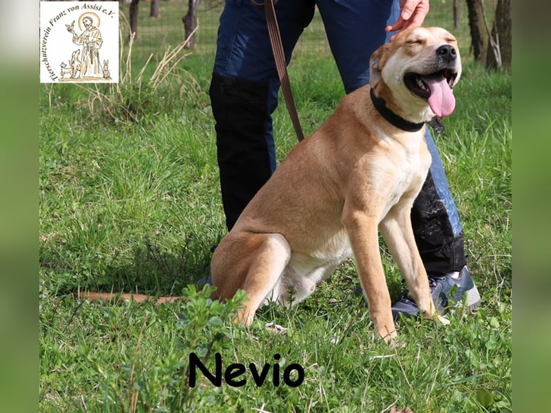 Nevio - anhänglicher aktiver Junghund
