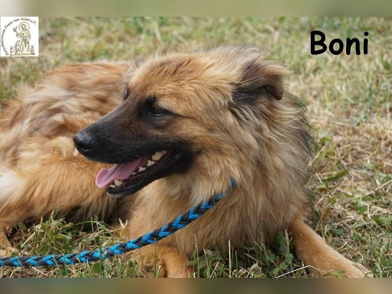 Boni – der Hund, der dein Herz stiehlt