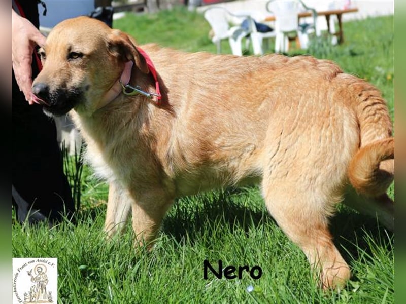 Nero - bereit für seine Reise ins Glück