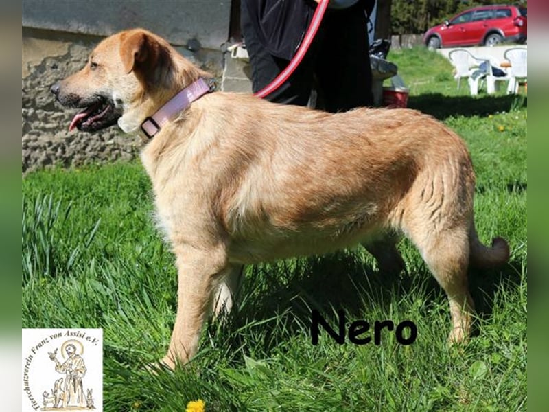 Nero - bereit für seine Reise ins Glück