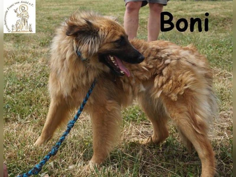 Boni – der Hund, der dein Herz stiehlt