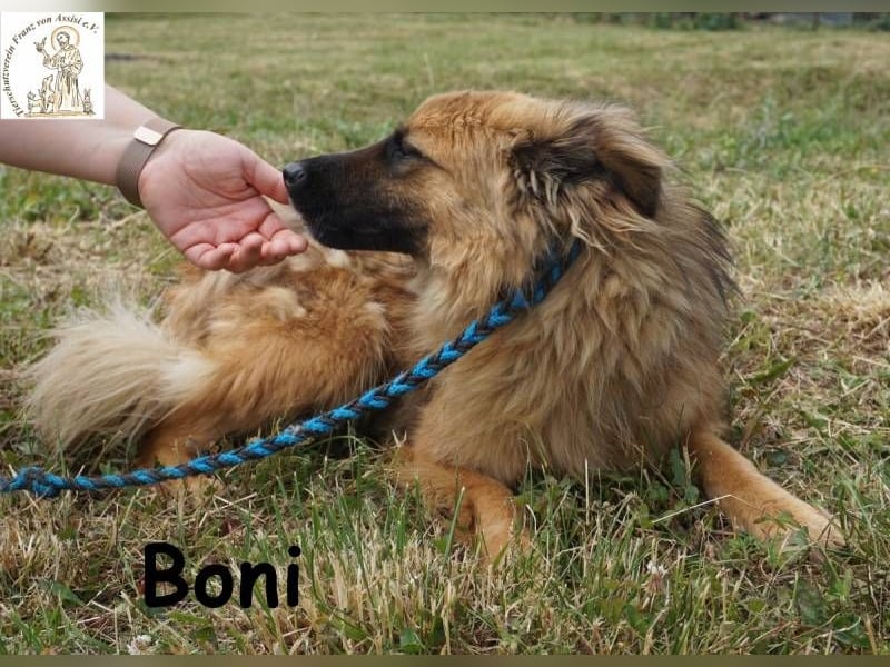 Boni – der Hund, der dein Herz stiehlt