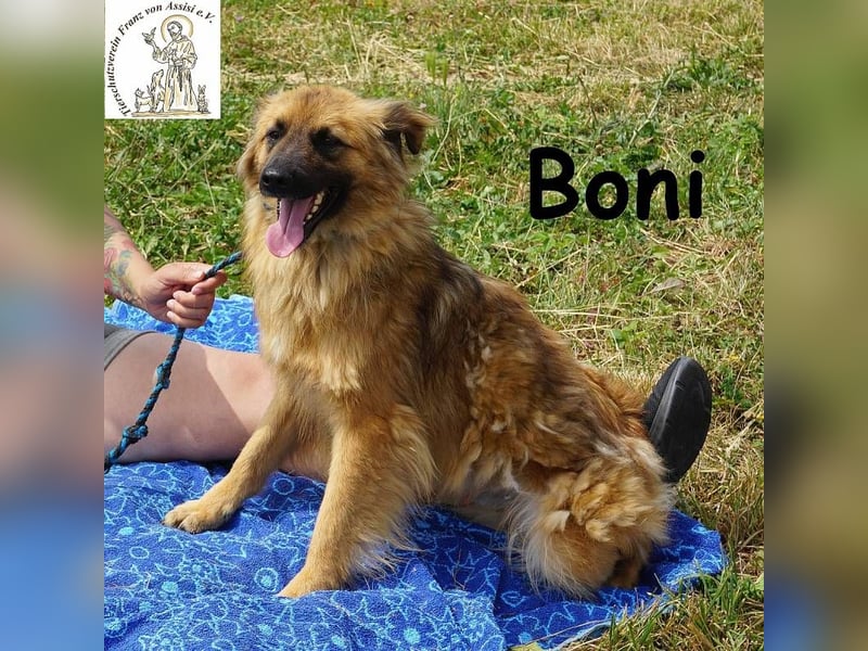 Boni – der Hund, der dein Herz stiehlt