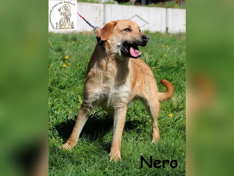 Nero - bereit für seine Reise ins Glück