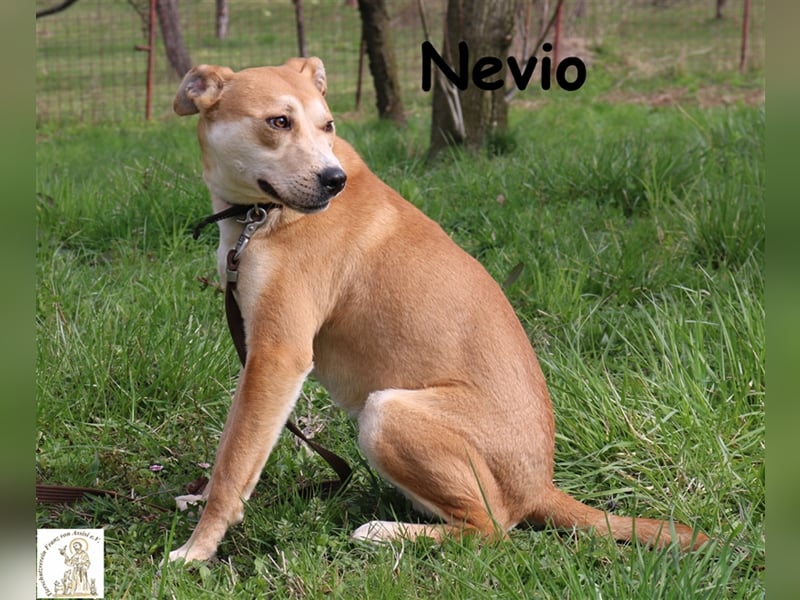 Nevio - anhänglicher aktiver Junghund