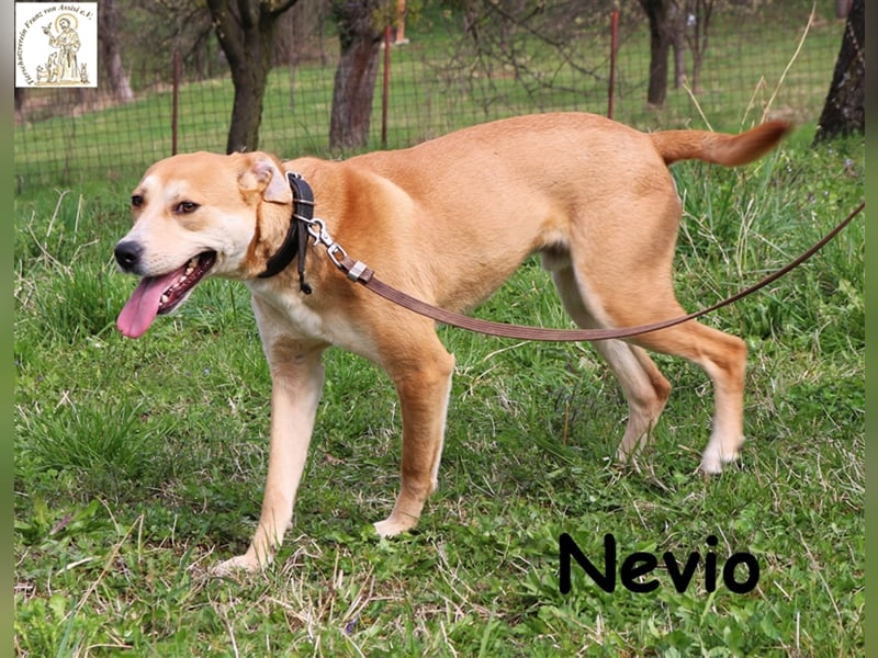 Nevio - anhänglicher aktiver Junghund