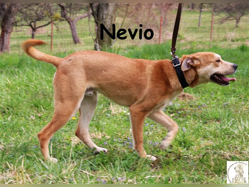 Nevio - anhänglicher aktiver Junghund