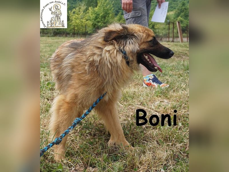 Boni – der Hund, der dein Herz stiehlt