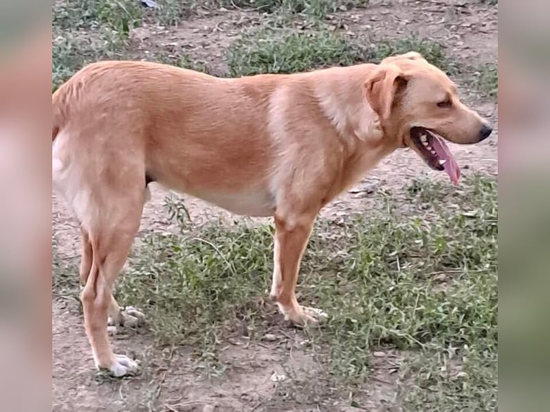 Blondy auf der Suche nach seinem Glück