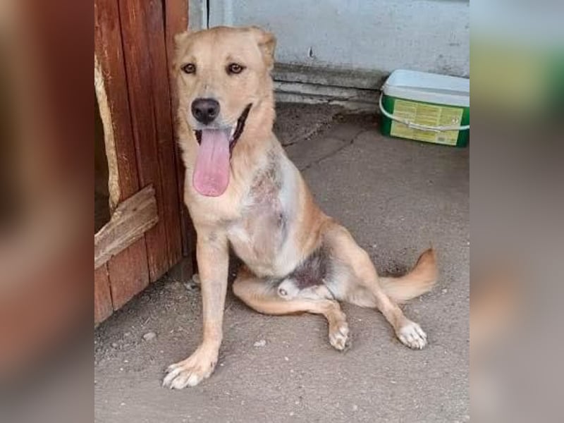 Blondy auf der Suche nach seinem Glück