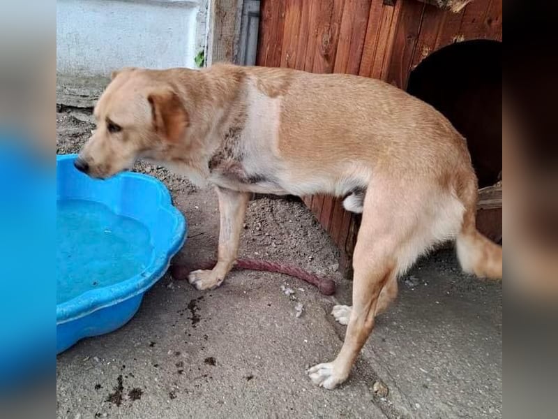 Blondy auf der Suche nach seinem Glück