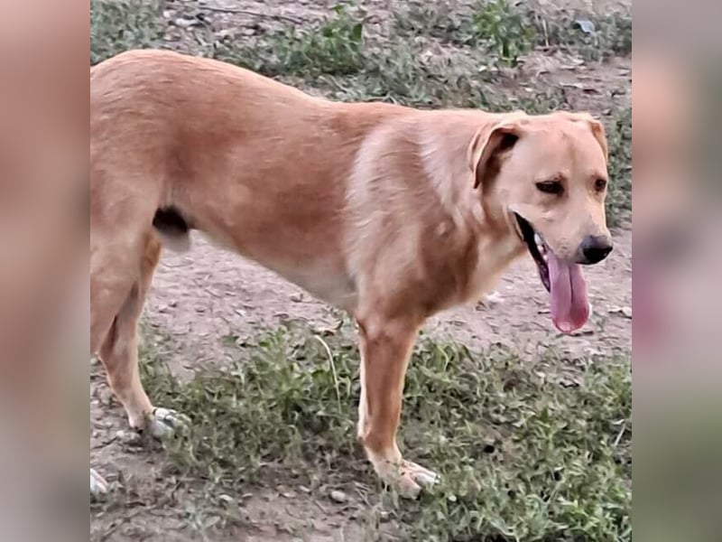 Blondy auf der Suche nach seinem Glück