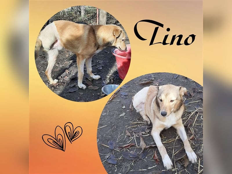 Dreibein Tino sucht dringend ein tolles Zuhause