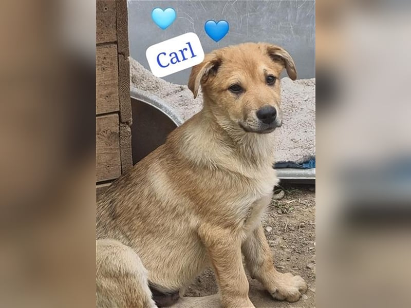 Kleiner süsser Schatz, Carl, möchte Rumänien schnell verlassen