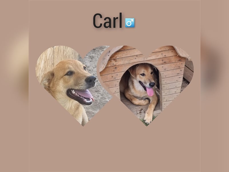 Kleiner süsser Schatz, Carl, möchte Rumänien schnell verlassen