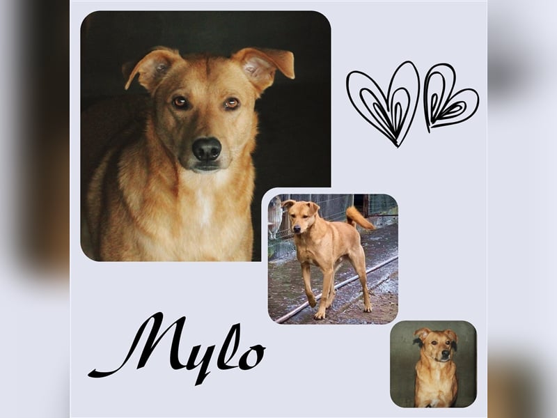 Mylo sucht schon so lange sein Zuhause
