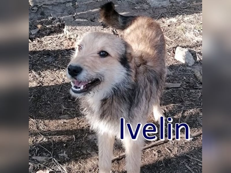 IVELIN ❤ sucht Zuhause oder Pflegestelle