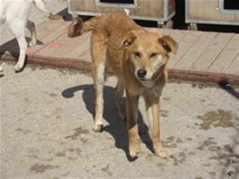 COOPER sucht liebevolles Zuhause