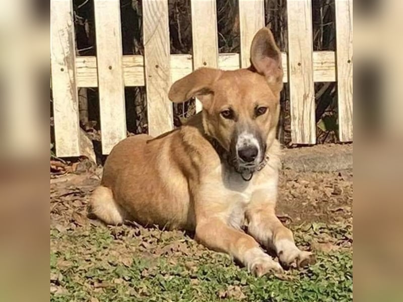 OLAF ❤ EILIG! sucht Zuhause/Pflegestelle