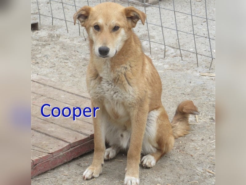 COOPER sucht liebevolles Zuhause
