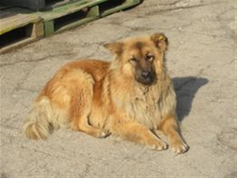 BROUDI sucht liebevolles Zuhause