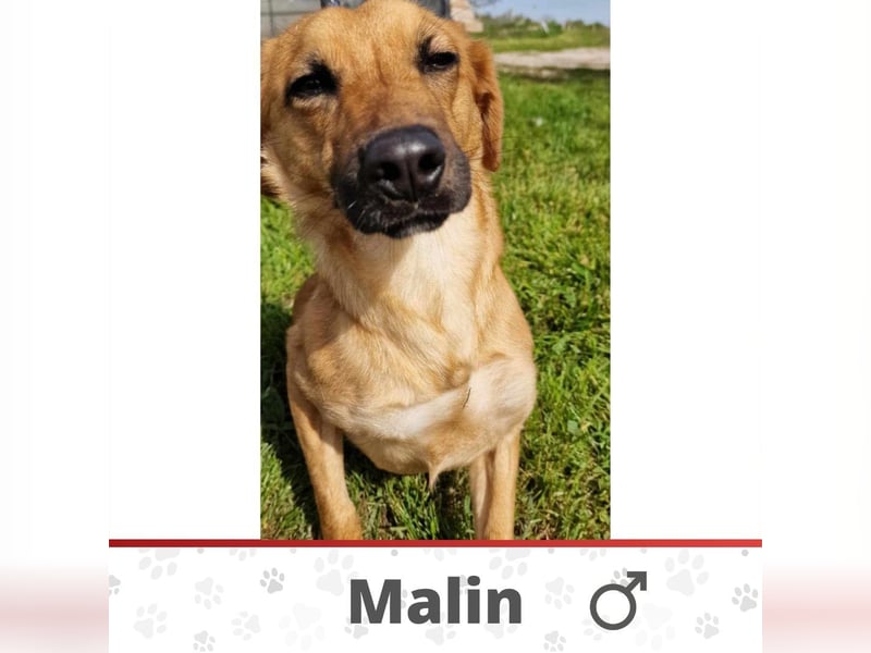 MALIN ❤️ EILIG! sucht Zuhause oder Pflegestelle