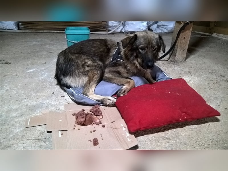 BOBY ❤ sucht Zuhause oder Pflegestelle