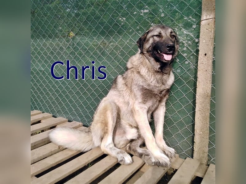 CHRIS sucht liebevolles Zuhause