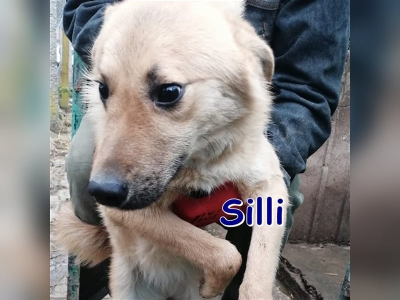 SILLI ❤ EILIG! sucht Zuhause oder Pflegestelle