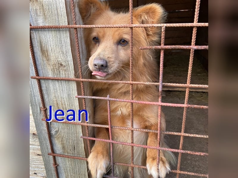 JEAN ❤ EILIG sucht Zuhause oder Pflegestelle