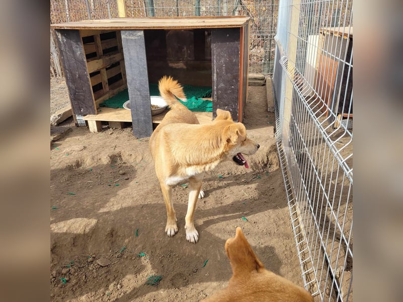 COOPER ❤ EILIG! sucht Zuhause oder Pflegestelle