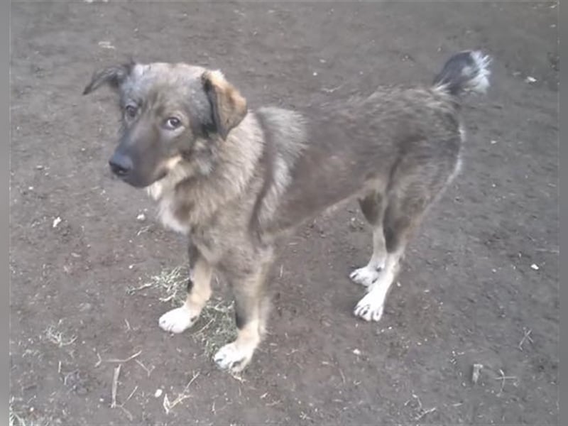 BOBY ❤ sucht Zuhause oder Pflegestelle