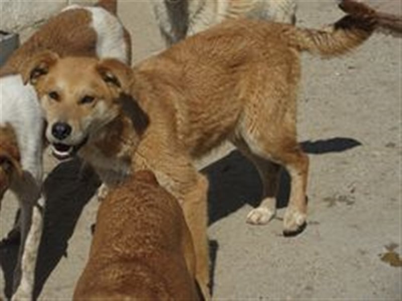COOPER sucht liebevolles Zuhause