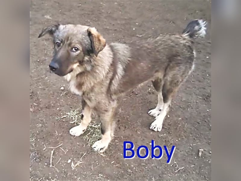 BOBY ❤ sucht Zuhause oder Pflegestelle