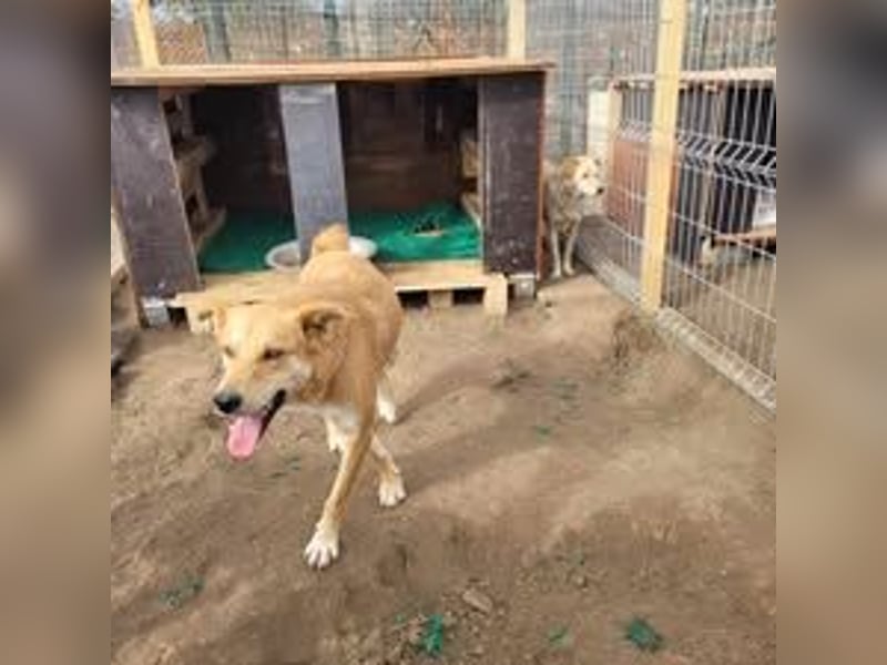 COOPER ❤ EILIG! sucht Zuhause oder Pflegestelle