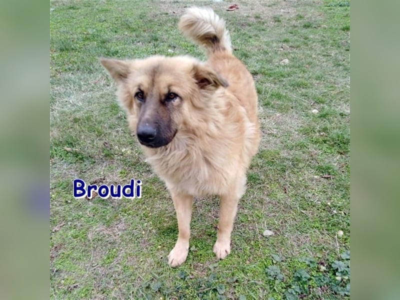 BROUDI sucht liebevolles Zuhause