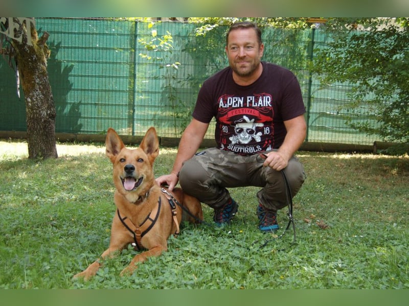 Red Teddy - guterzogener Wanderfreund - Tierhilfe Franken e.V.