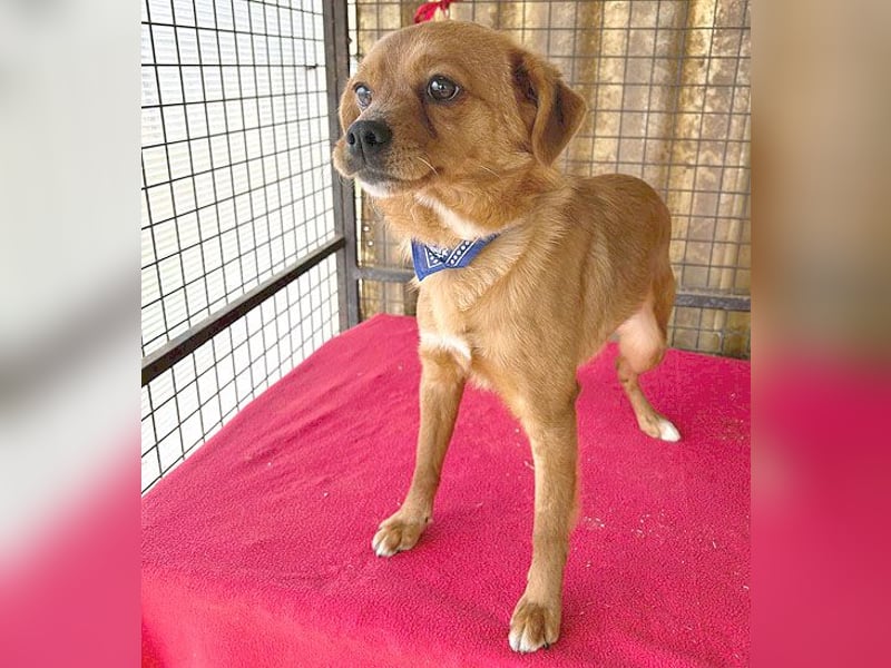 ❤️ lieber kleiner BARNIE - 1,5 Jahre, 40cm/9kg - Mischling