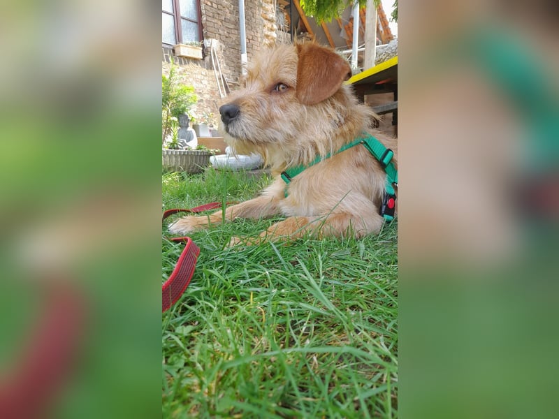 lieber Junghund Sammy sucht eine Familie