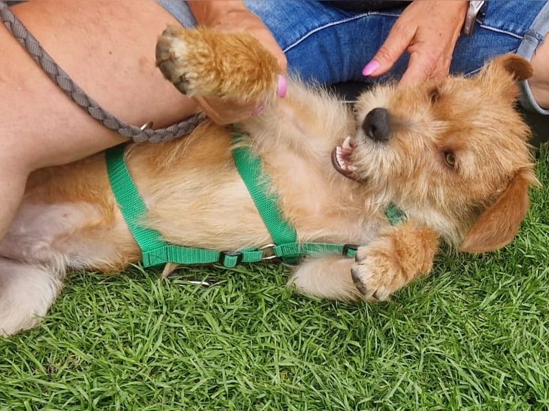 lieber Junghund Sammy sucht eine Familie