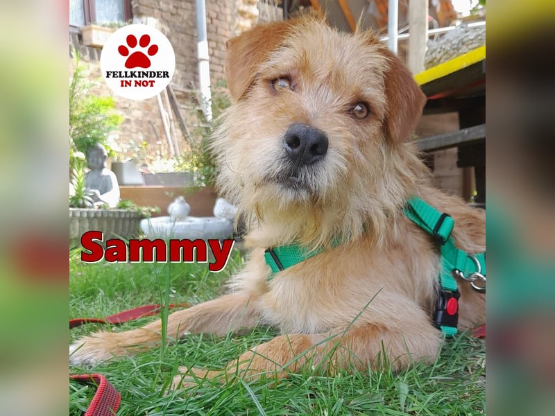 lieber Junghund Sammy sucht eine Familie