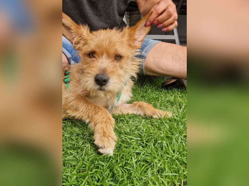 lieber Junghund Sammy sucht eine Familie
