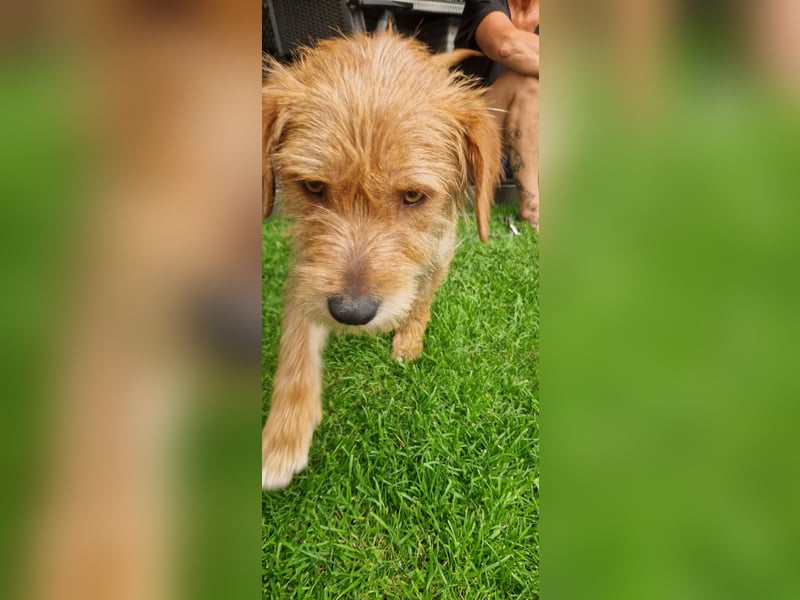 lieber Junghund Sammy sucht eine Familie