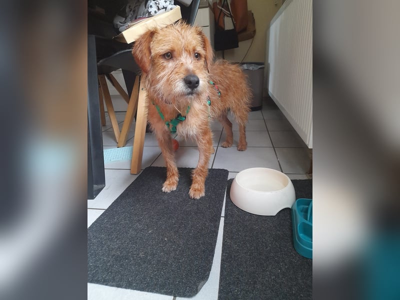 lieber Junghund Sammy sucht eine Familie