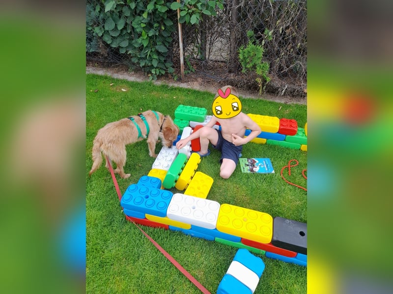 lieber Junghund Sammy sucht eine Familie