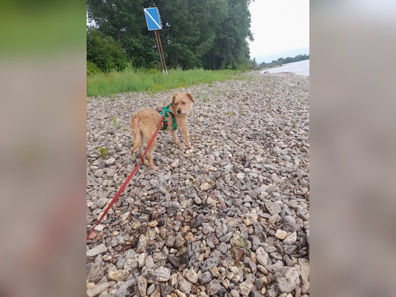 lieber Junghund Sammy sucht eine Familie